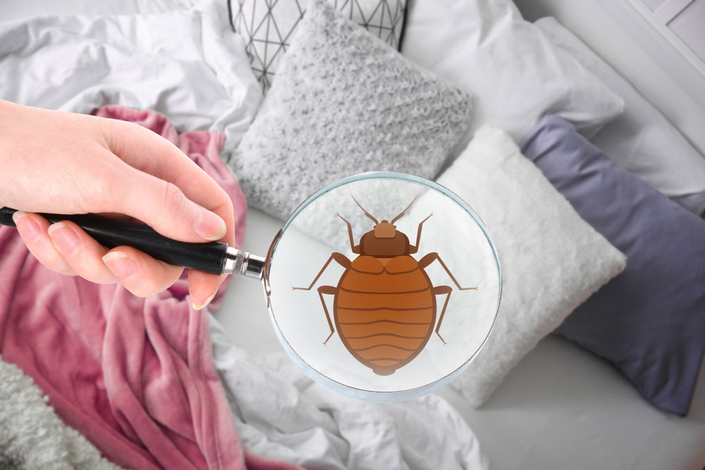 Bed Bug Mattress Protector