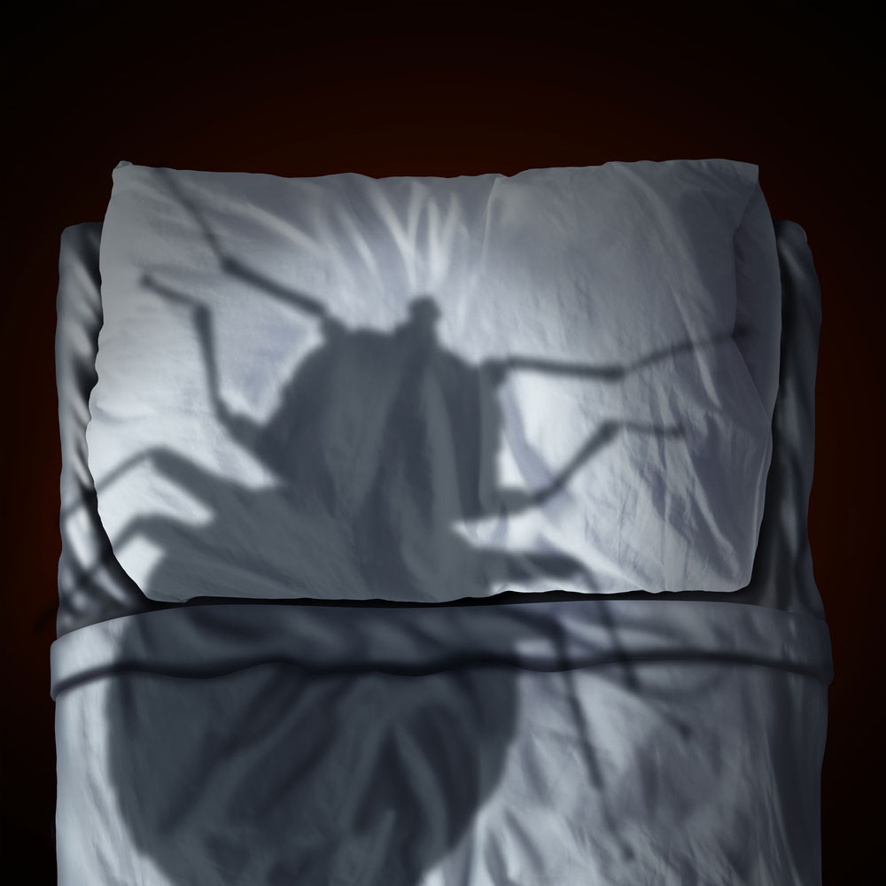 Bed Bugs Infestation